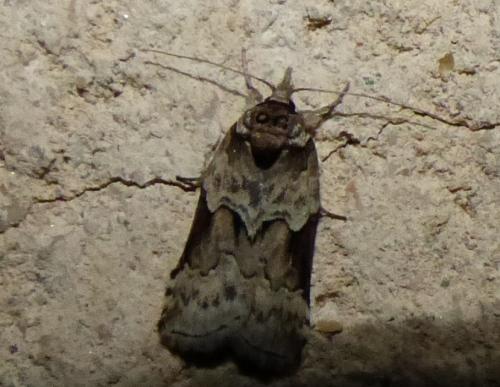 Réf. 244 192 : Nycteola sp.